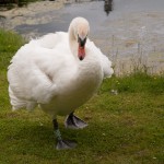 Angry swan