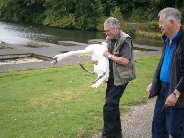Caring for the swans