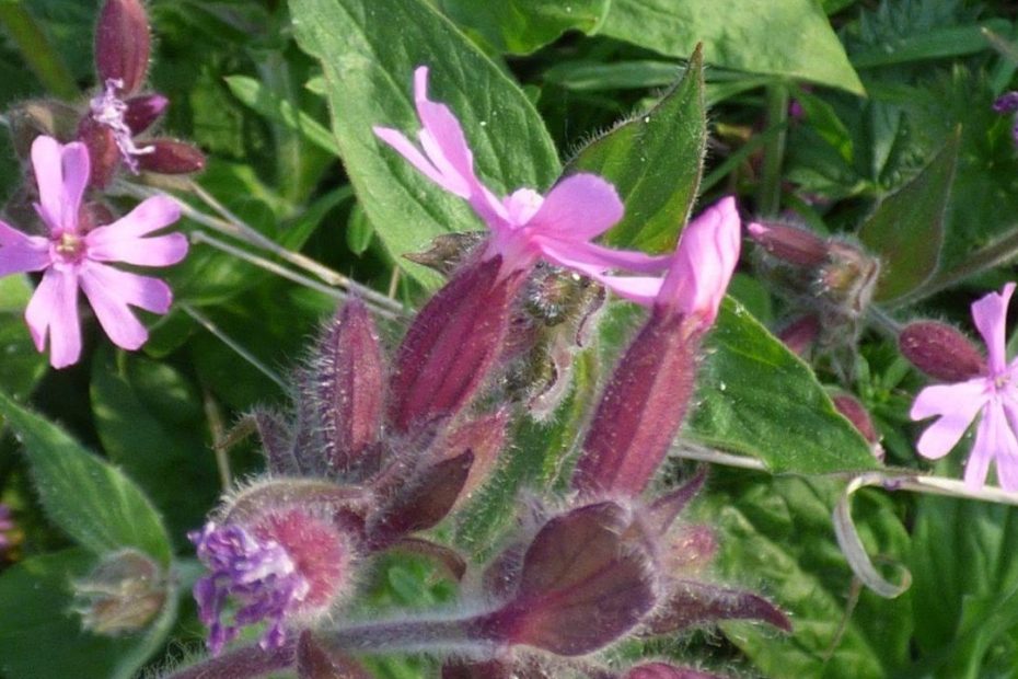 Red Campion