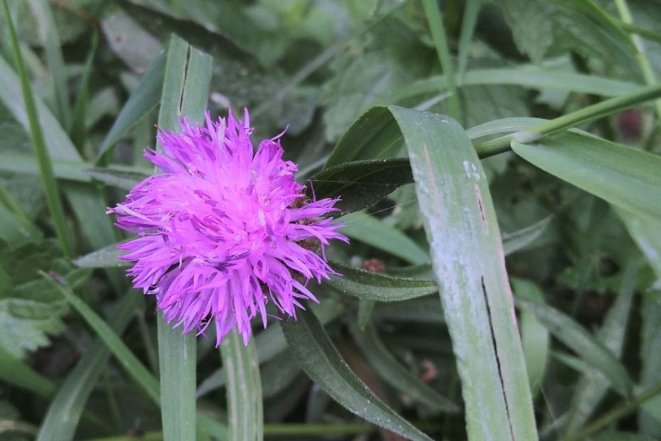 Knapweed