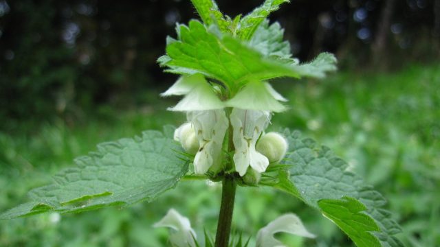 Nettle