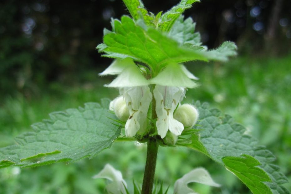 Nettle