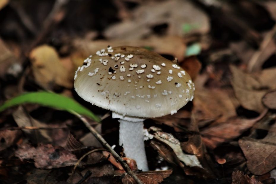 Mushroom