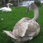 Adolescent Cygnet