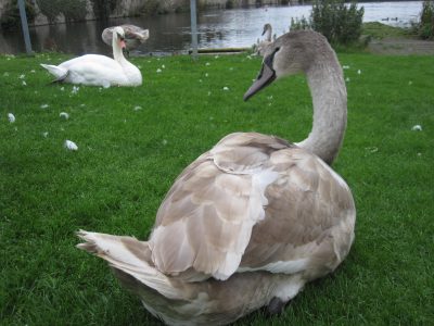 Adolescent Cygnet