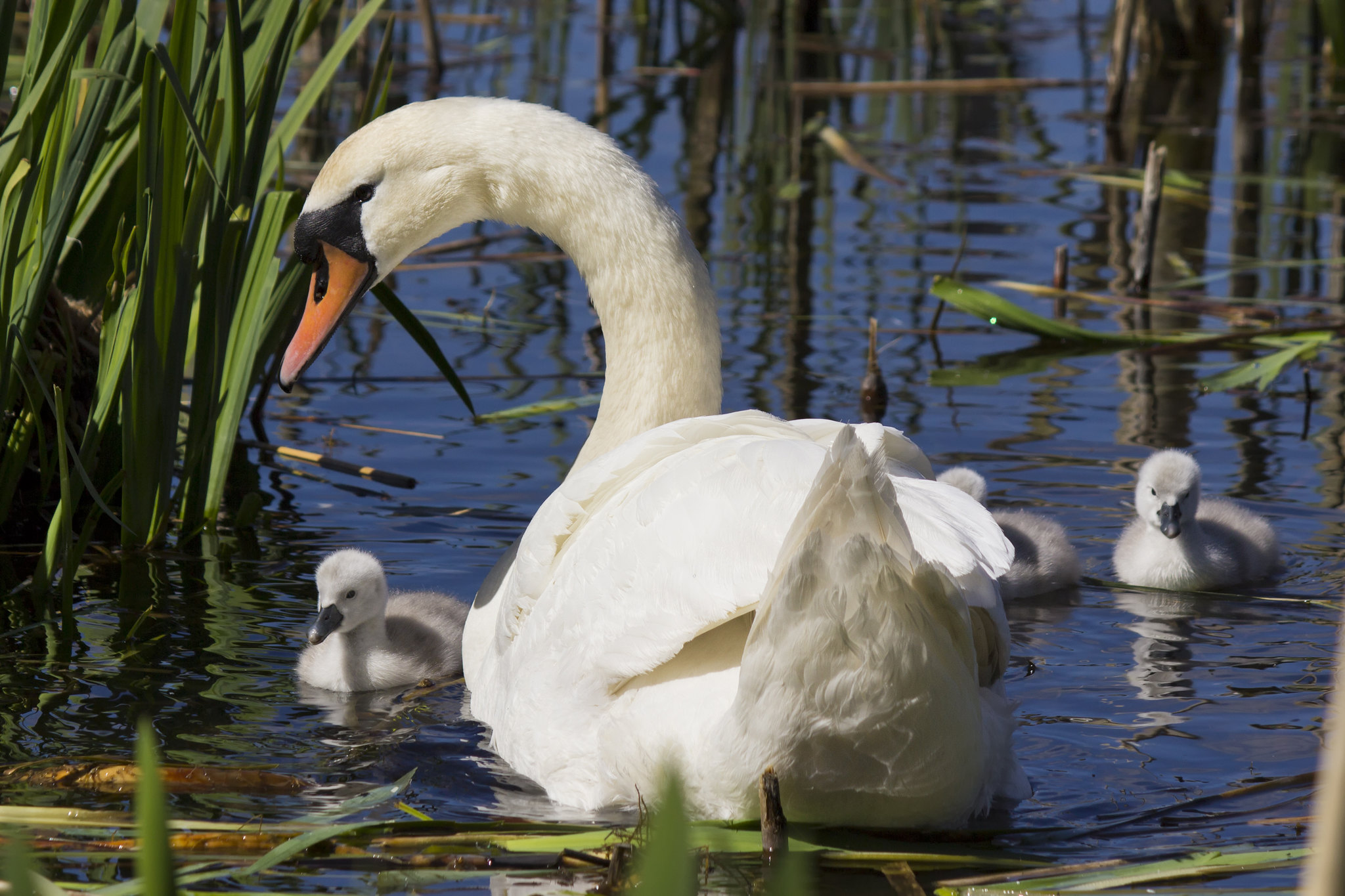Sunny swan