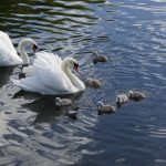 Swans and cygnets