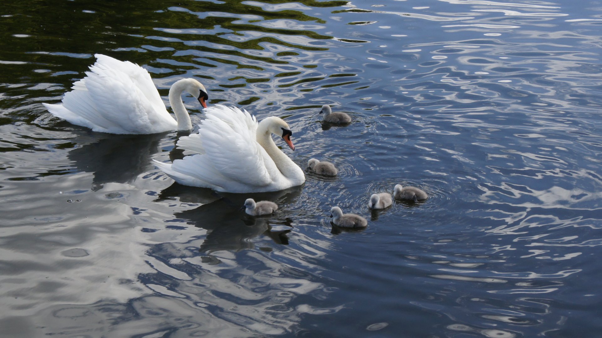 Swans and cygnets