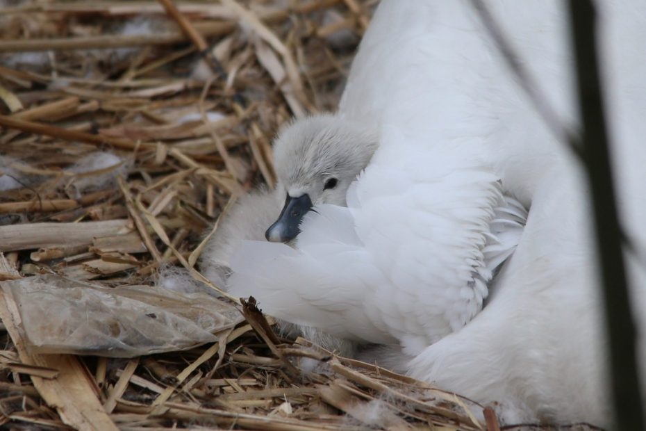 Cygnet