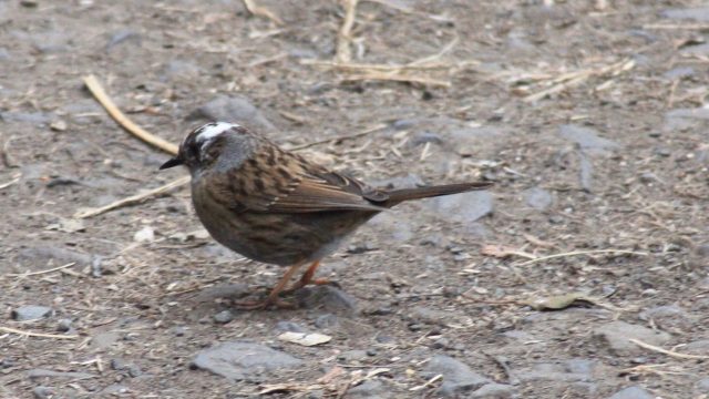 Dunnock