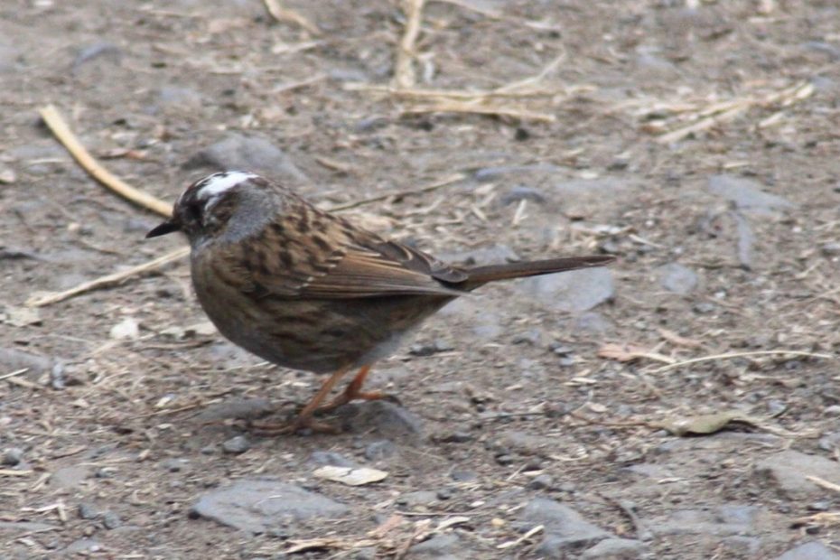 Dunnock