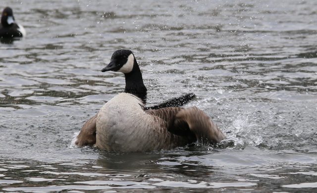Canada Goose