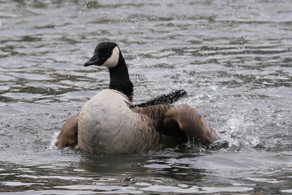 Canada Goose