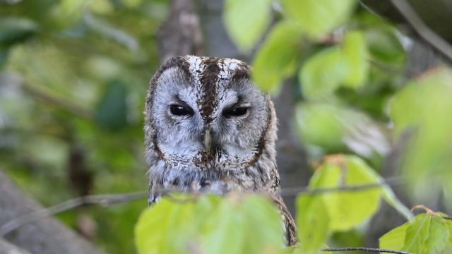 Owl