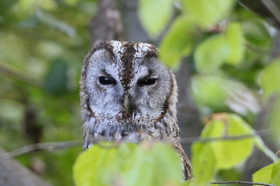 Owl