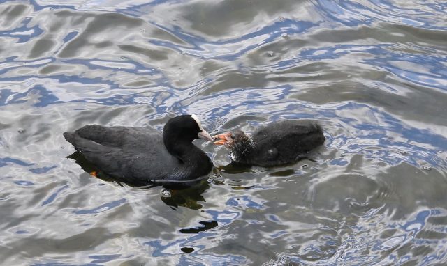Coot 