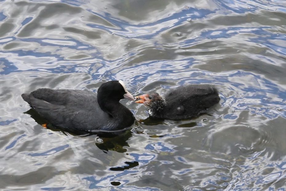 Coot