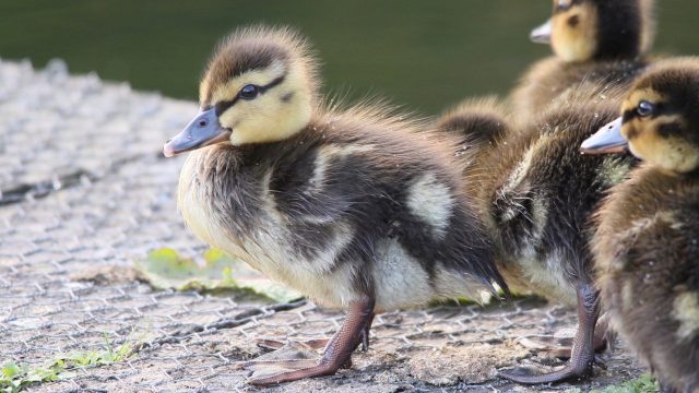 Ducklings