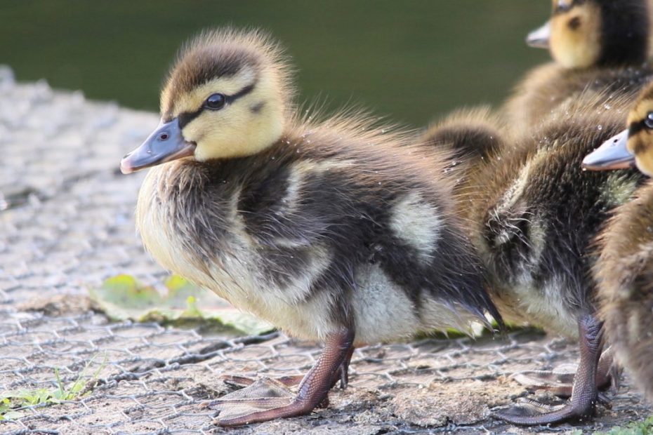 Ducklings