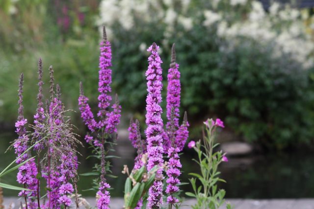 Purple Loosestrife