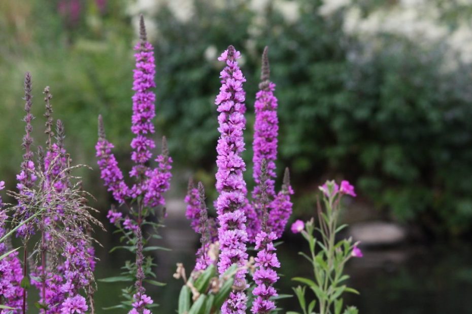 Purple Loosestrife