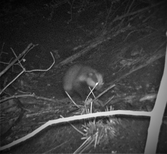 Badger