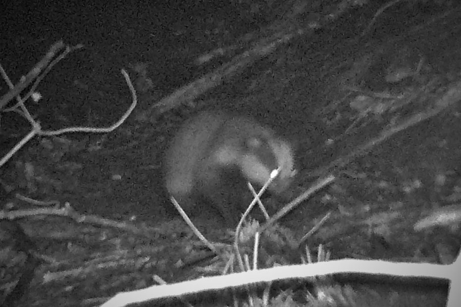 Badger