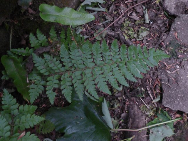 Shield Fern