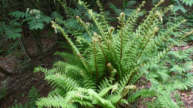 Fern