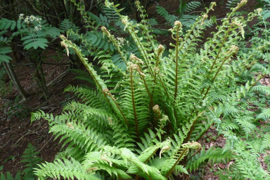 Fern