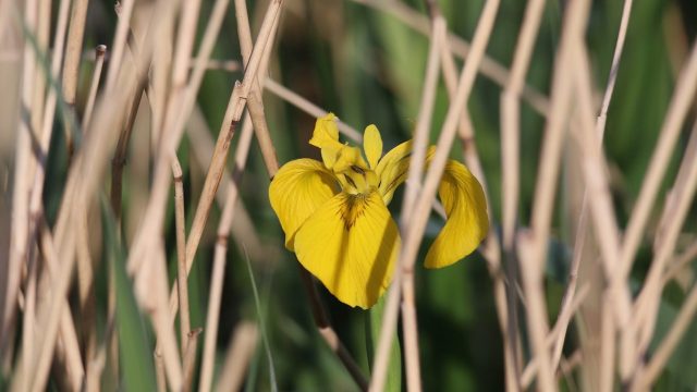 Flag iris