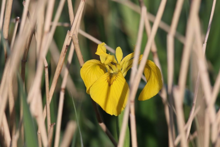Flag iris