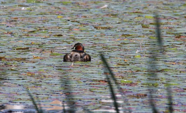 Little Grebe