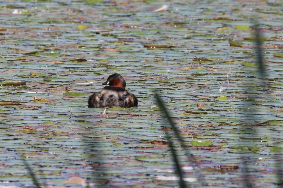 Little Grebe