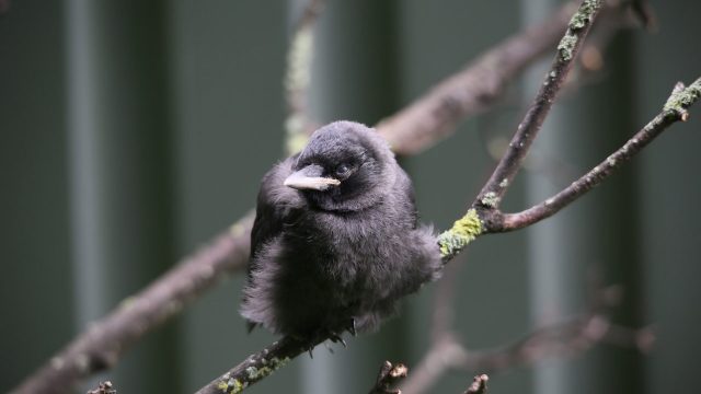 Jackdaw