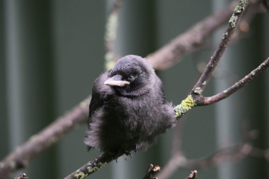 Jackdaw