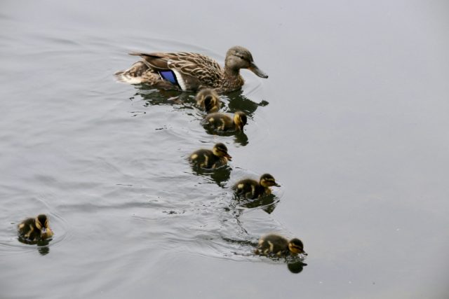 Mallard