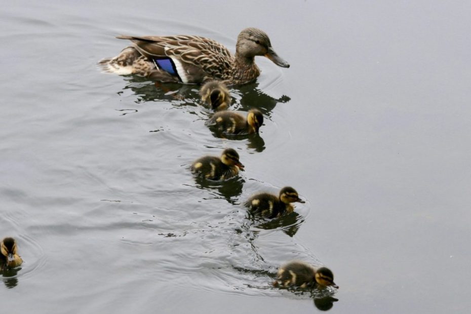 Mallard