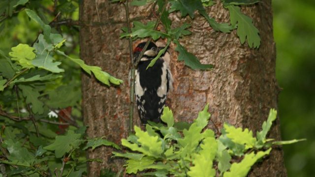 Woodpecker
