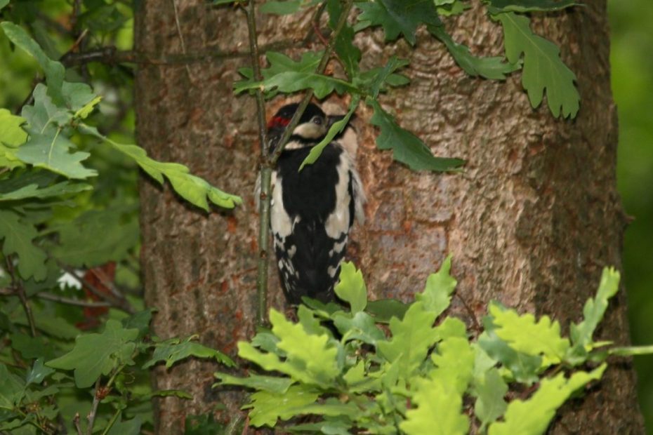 Woodpecker