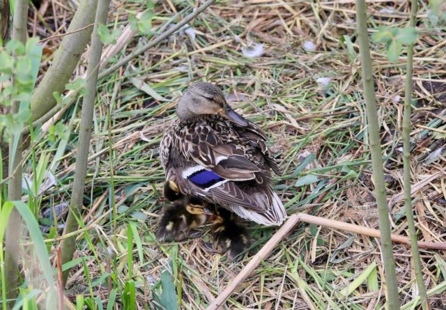 Mallard Mum