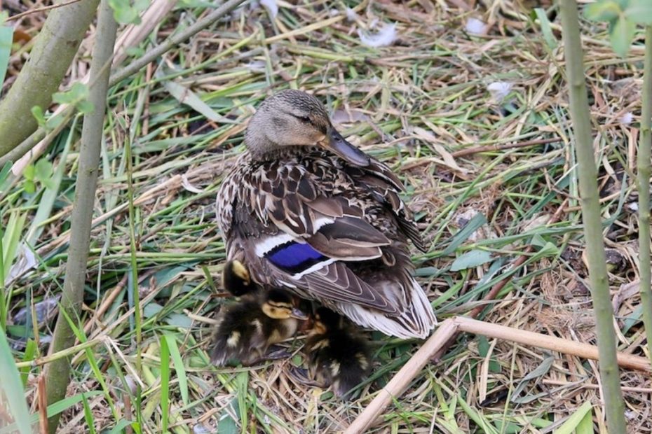 Mallard Mum