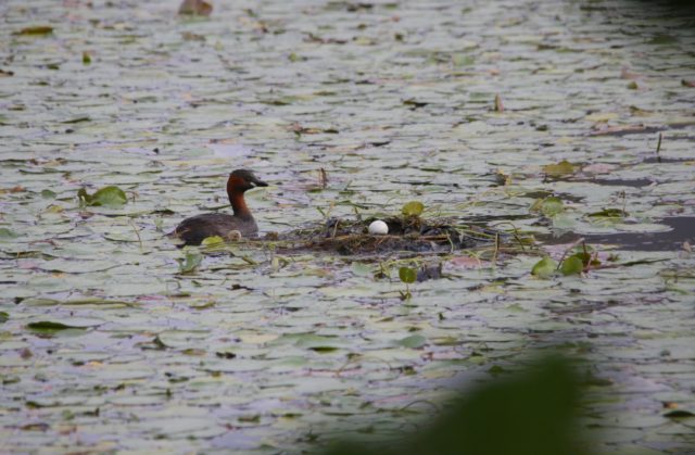 Little Grebe
