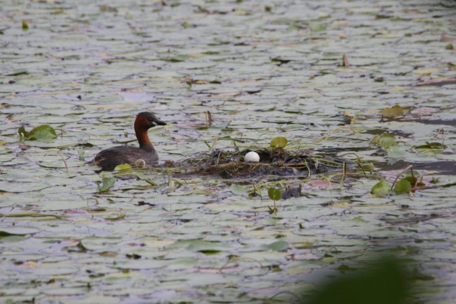 Little Grebe