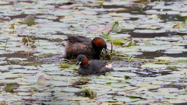 Little Grebe
