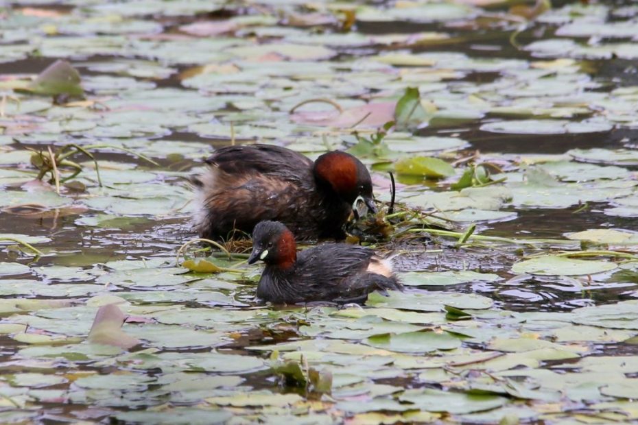 Little Grebe