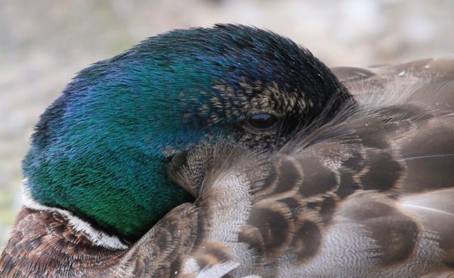 Mallard