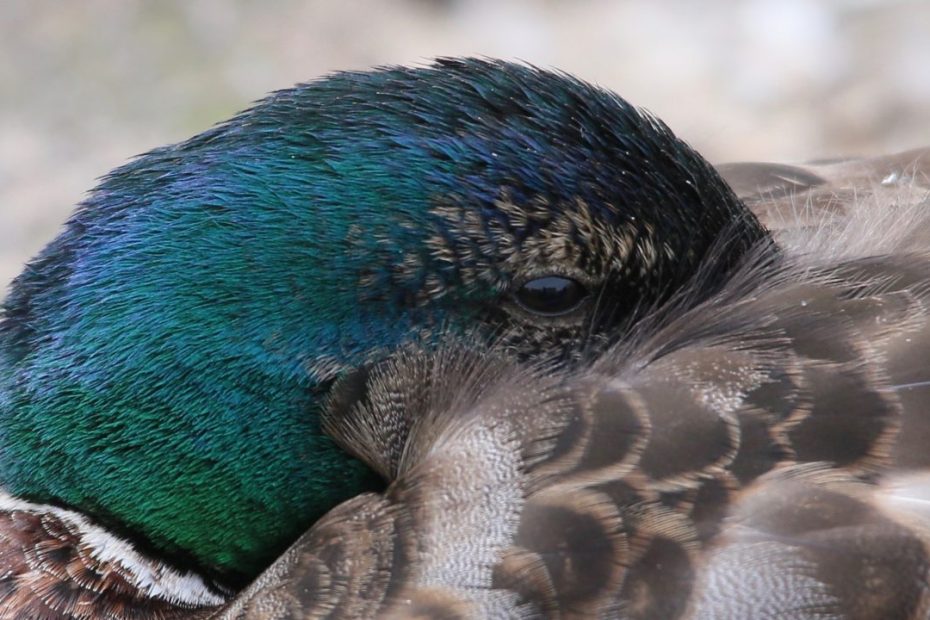 Mallard