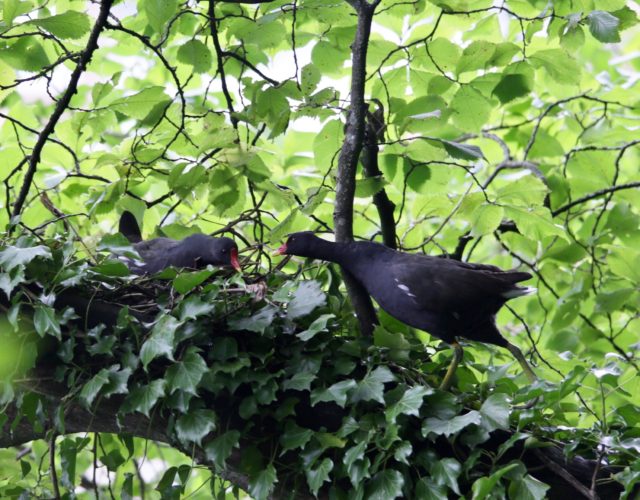 Moorhen