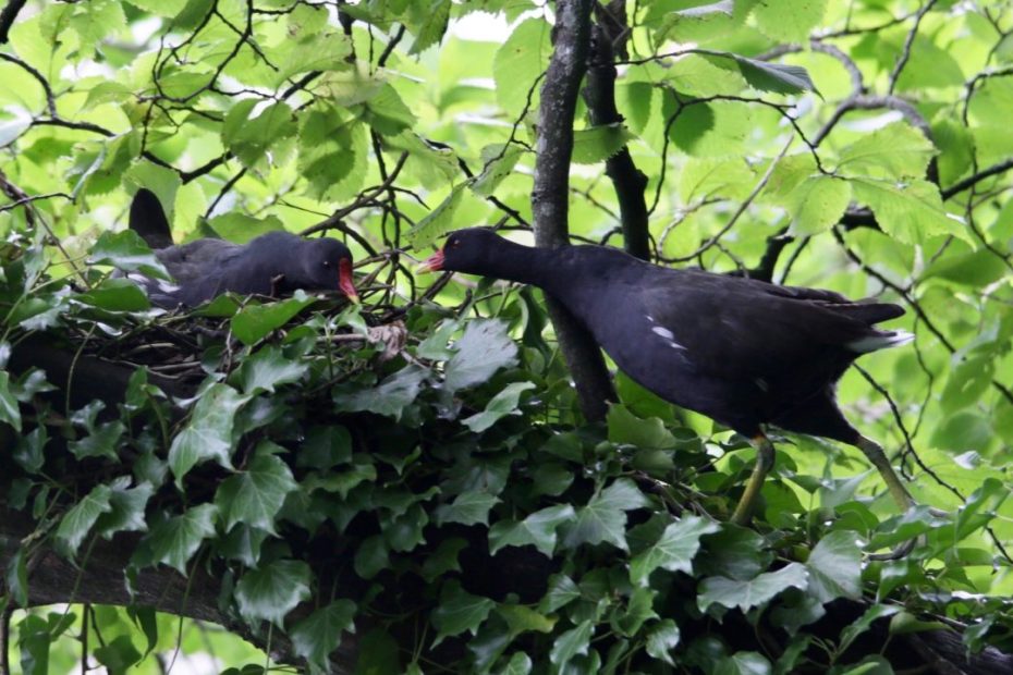 Moorhen